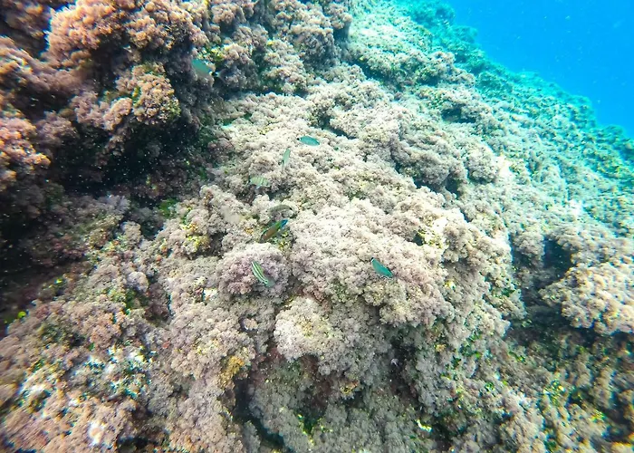 La Pineta Apart Otel